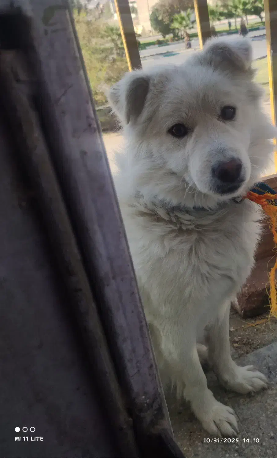 سگ خانگی|سگ|خرمآباد, |دیوار