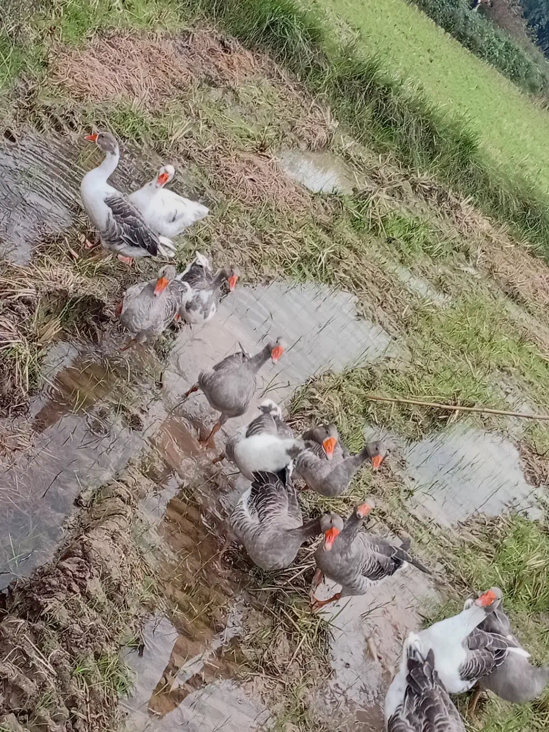 حیواناتِ مزرعه|حیوانات مزرعه|سیاهکل, |دیوار