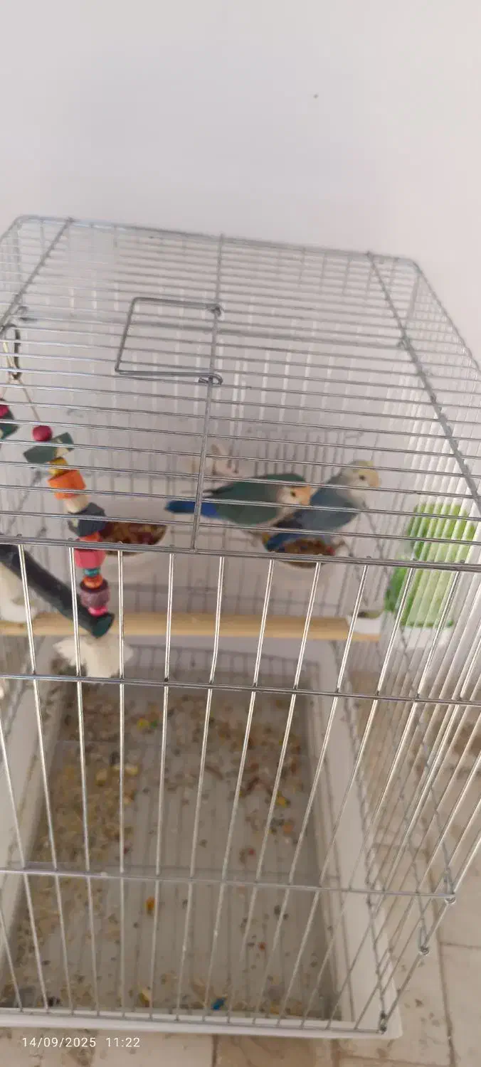 دو عدد طوطی برزیلی زبل ( نر و ماده )|پرنده|کرج, کیانمهر|دیوار