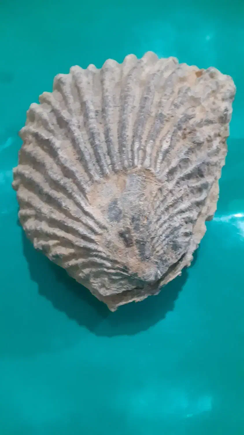 فسیل صدف|کلکسیون اشیاء عتیقه|ویسیان, |دیوار