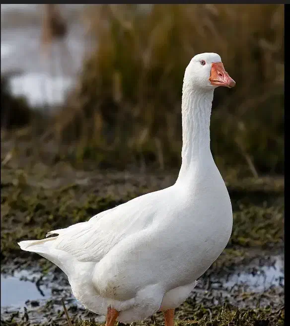 تخم غاز|حیوانات مزرعه|دهدشت, |دیوار