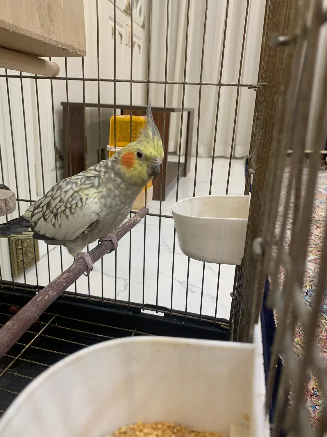 عروس هلندی مولد|پرنده|ری, فیروزآبادی|دیوار