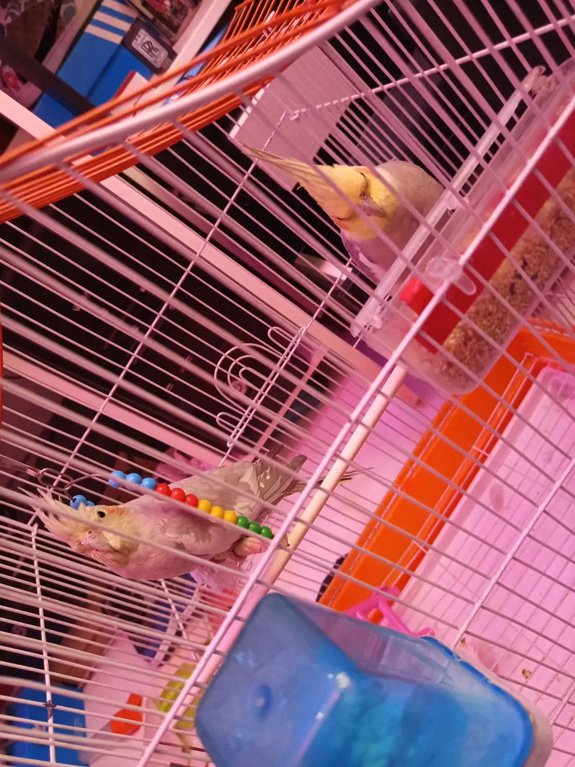 عروس هلندی‌های سرحال به فروش می‌رسد نر و ماده|پرنده|کهریزک, |دیوار