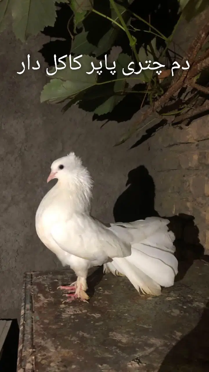 دم چتری|پرنده|مزرعه کتول, |دیوار