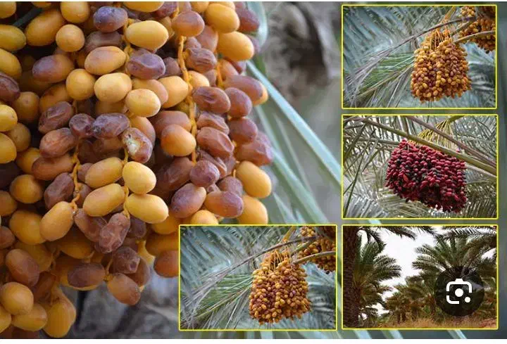 زمین کشاورزی|فروش دفتر صنعتی، کشاورزی، تجاری|عنبرآباد, |دیوار