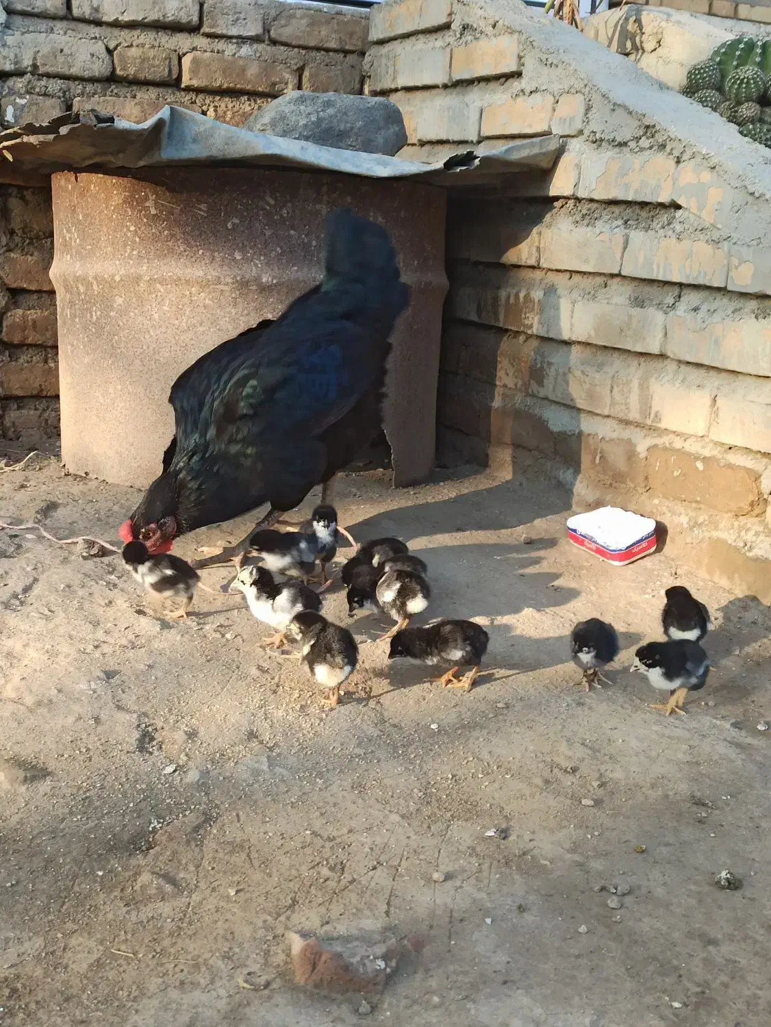 مرغ جوجه دار محلی|حیوانات مزرعه|تاتار علیا, |دیوار