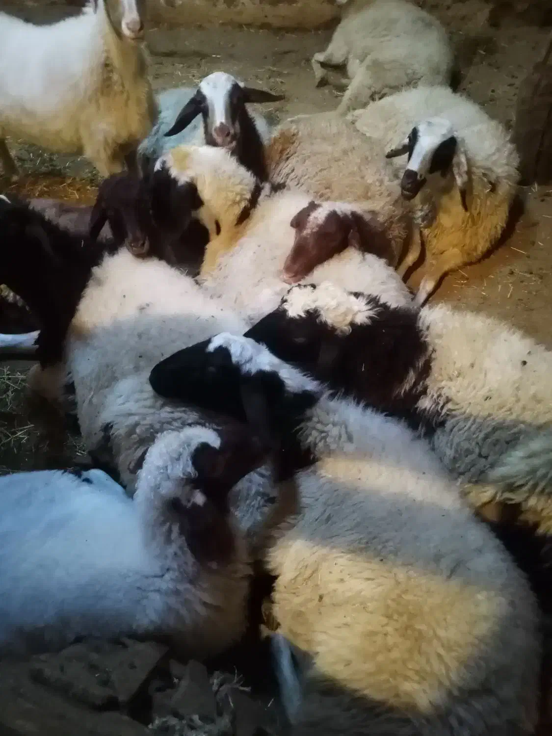 گوسفند داشتی|حیوانات مزرعه|دیواندره, |دیوار