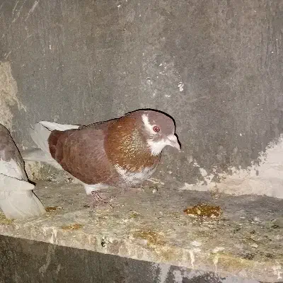 کبوتر پرشی و اویناخ|پرنده|خسروشاه, |دیوار