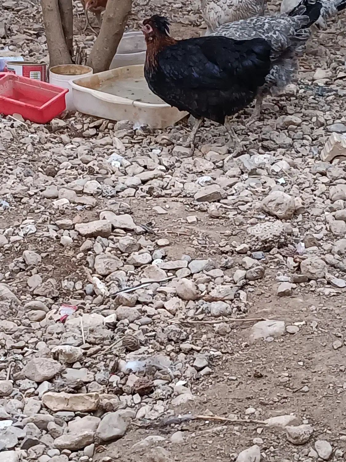 فروش مرغ و جوجه خروس|حیوانات مزرعه|چرام, |دیوار