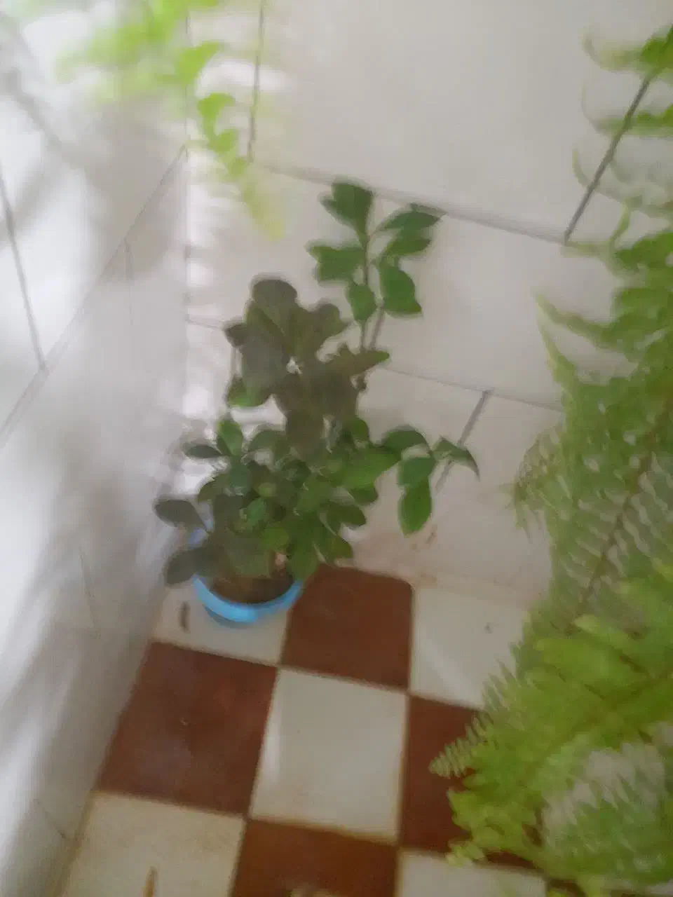 گل سرخس گل|گل و گیاه طبیعی|بروجن, |دیوار