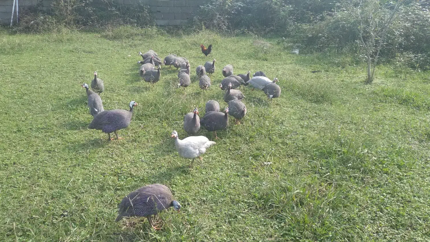 مرغ شاخدار|حیوانات مزرعه|حویق, |دیوار