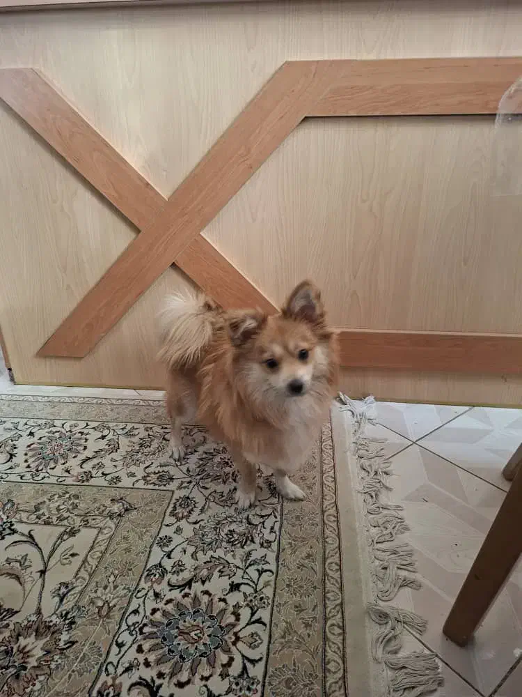 سگ پامر روباهی|سگ|شاهینشهر, گزبرخوار|دیوار