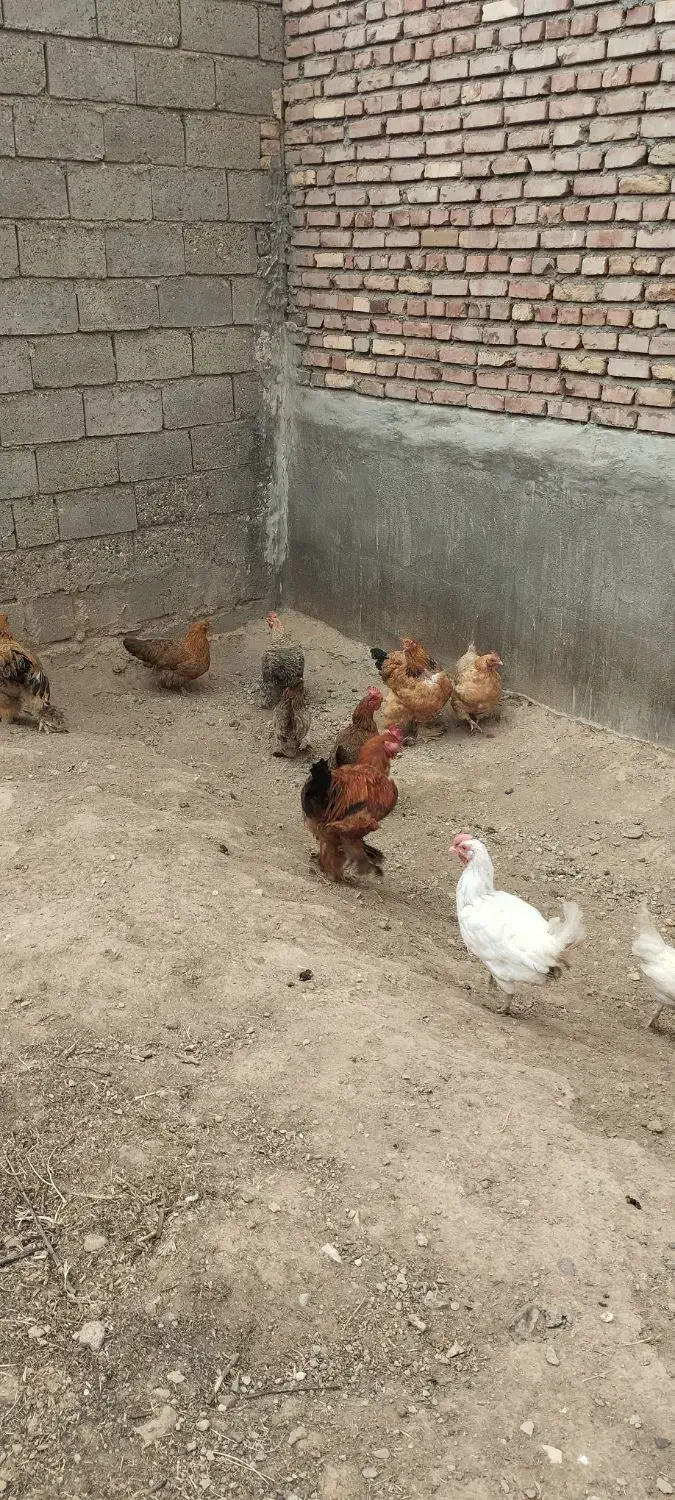 سلام تعداد ۱۱ عدد مرغ کرچ شو|حیوانات مزرعه|شاهین دژ, |دیوار