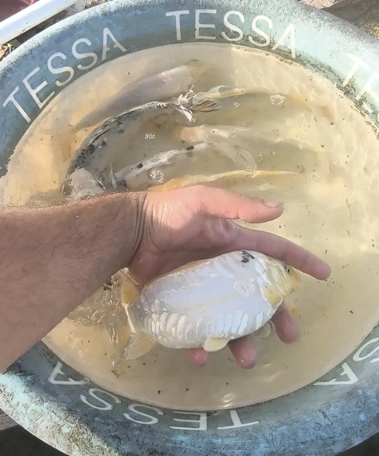 پک ماهی کوی ده عددی|ماهی|شفت, |دیوار