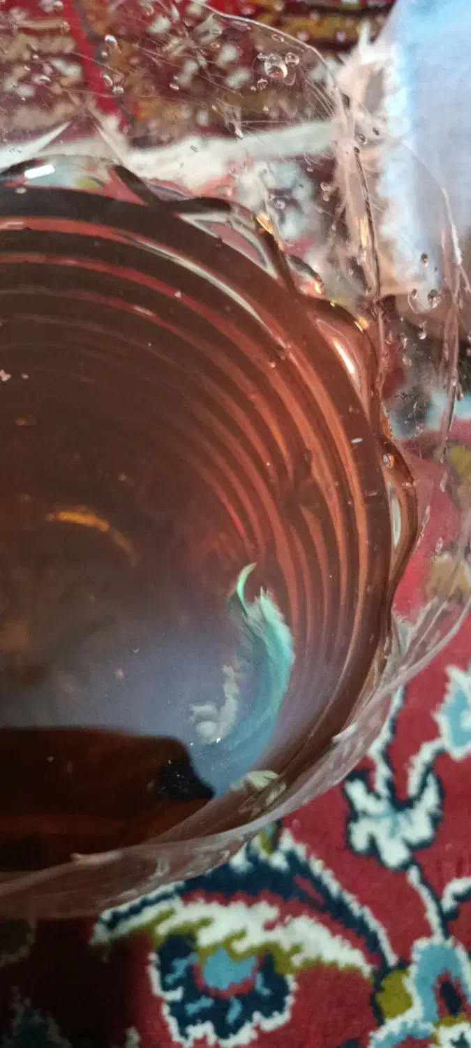 ماهی فایتر|ماهی|سنندج, |دیوار