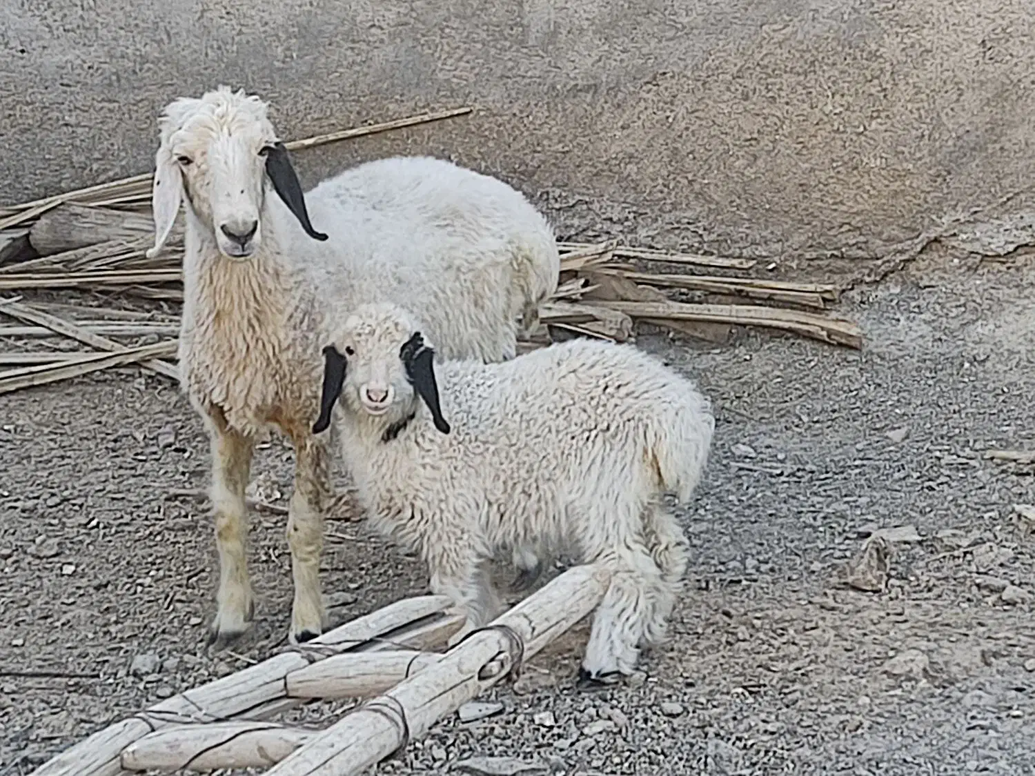 میش دورگ سیستانی با بره|حیوانات مزرعه|زابل, |دیوار