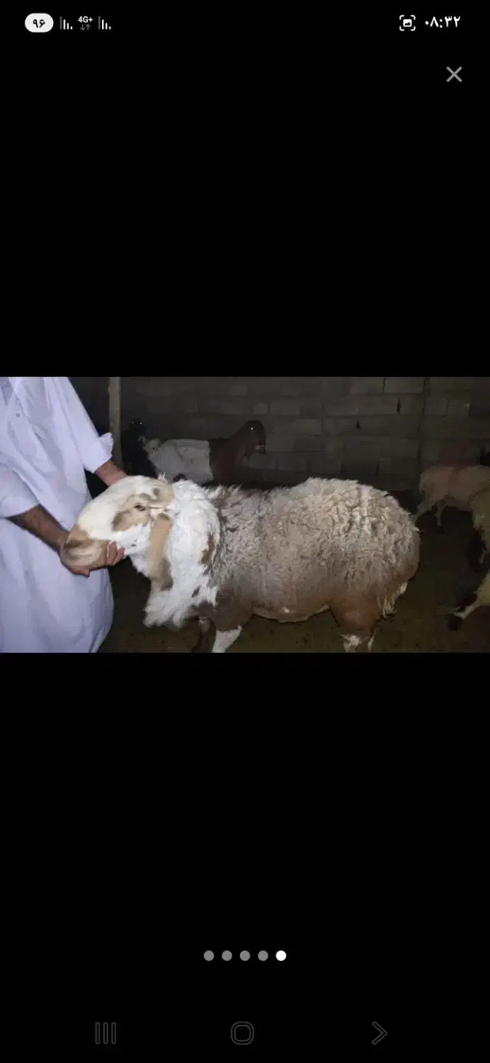 قوچ|حیوانات مزرعه|خاش, |دیوار