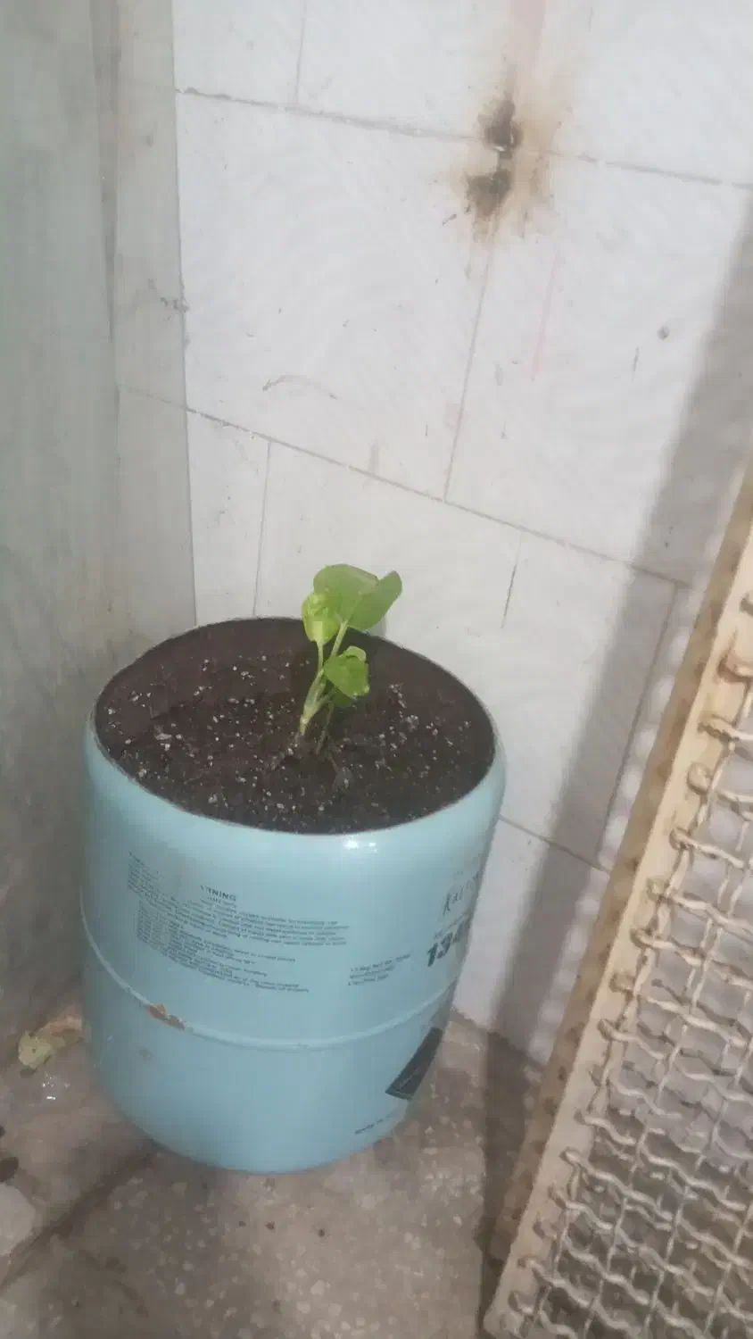 کپسول خالی گاز کولر|کولر گازی و فنکوئل|بردسکن, |دیوار