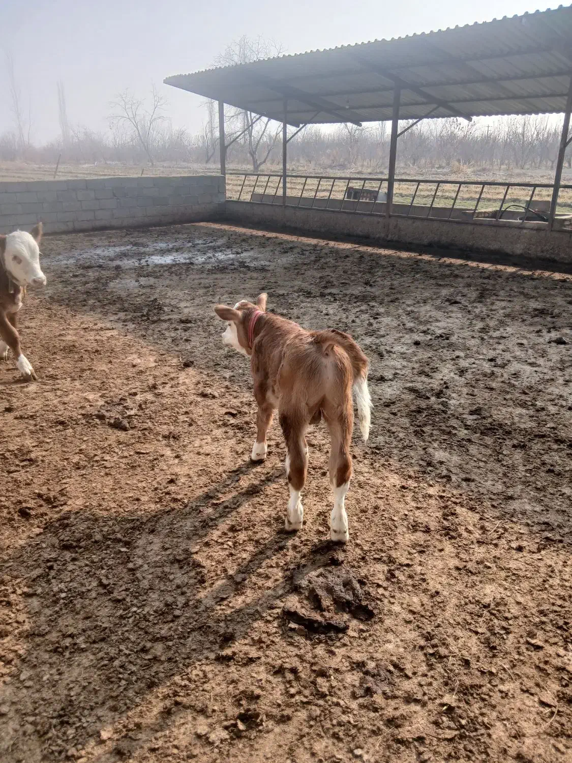 گوساله نر وماده|حیوانات مزرعه|نوشین شهر, |دیوار