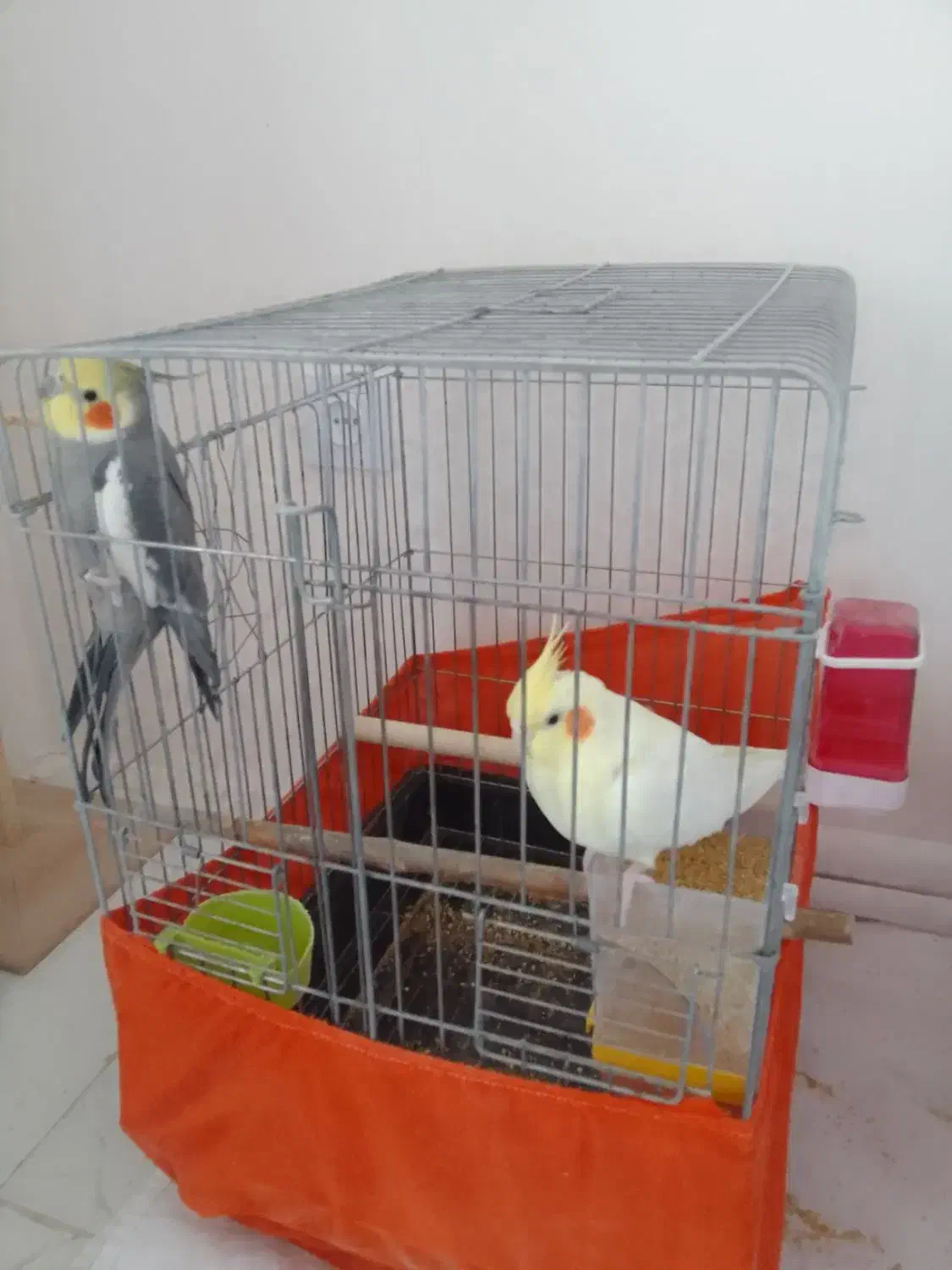 یک جفت عروس هلندی دستی با قفس|پرنده|بهارستان, |دیوار