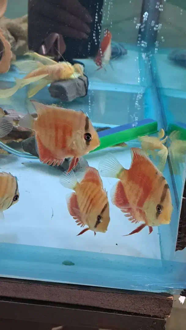 ماهی دیسکس|ماهی|کرج, شهرک اوج|دیوار