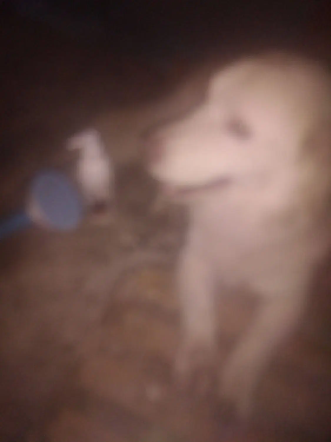 سگی نژاد پاکوتاه رنگ سفید پشمالو با مکلفات کامل|سگ|چابهار, |دیوار