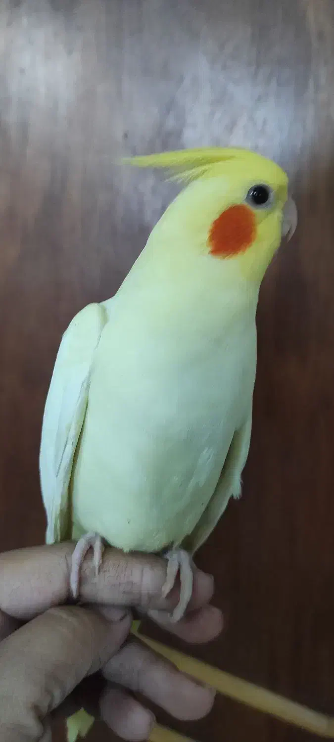 عروس هلندی|پرنده|لنگرود, |دیوار