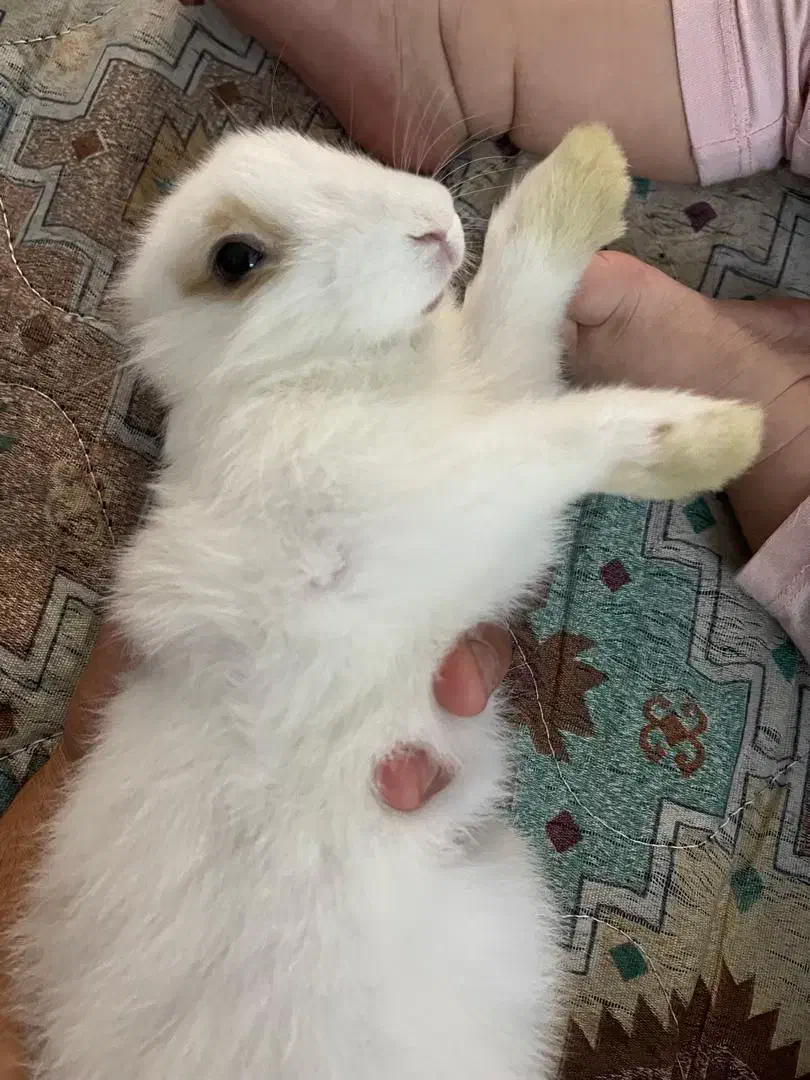 خرگوش دورگه لوپ|موش و خرگوش|مشهد, کشف|دیوار