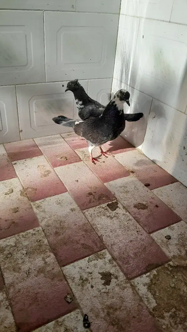 کبوتر عالی|پرنده|بیله سوار, |دیوار