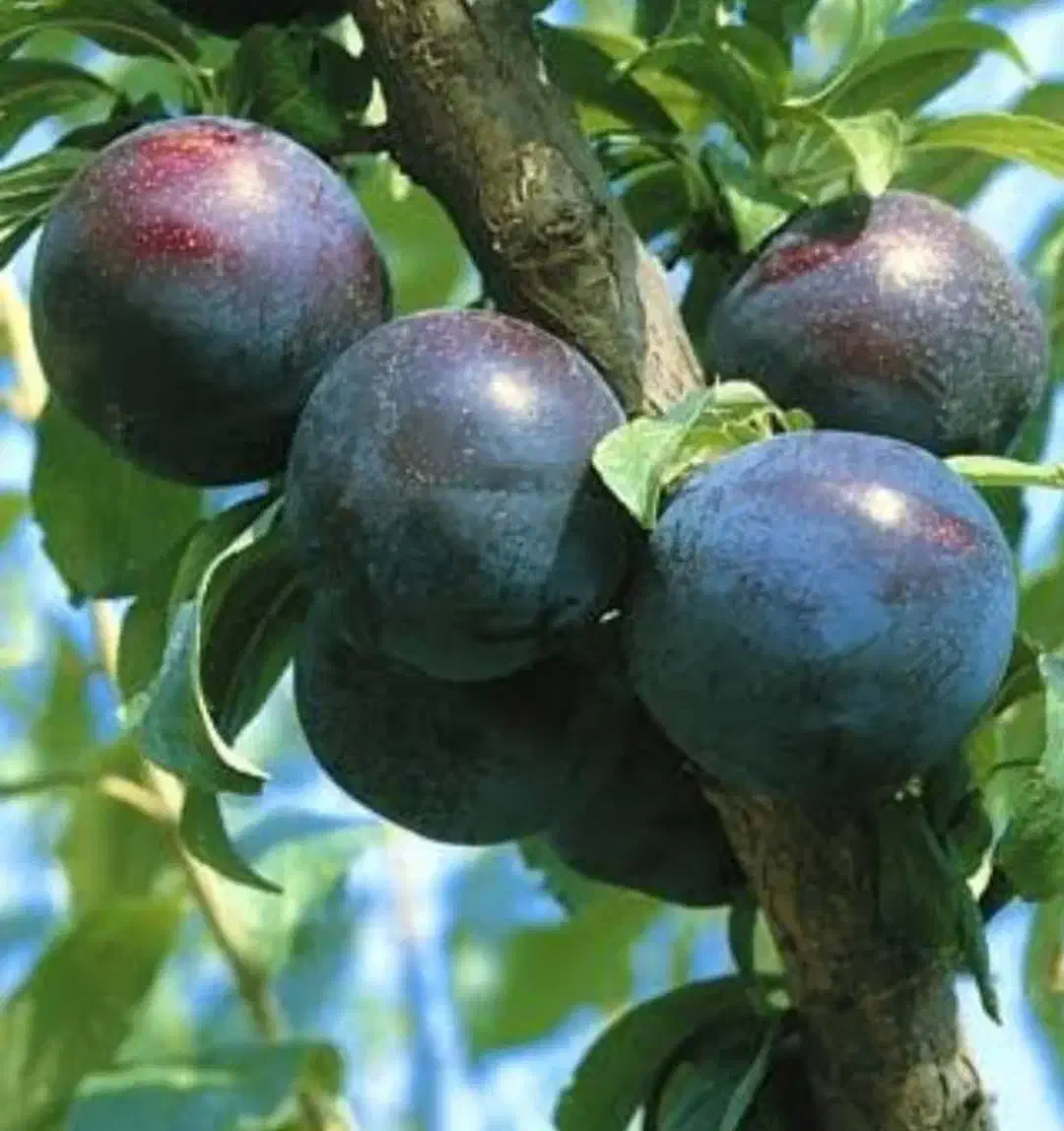 نهالستان سبز نهال رشد یوسف جوادی|عمدهفروشی|میاندوآب, |دیوار