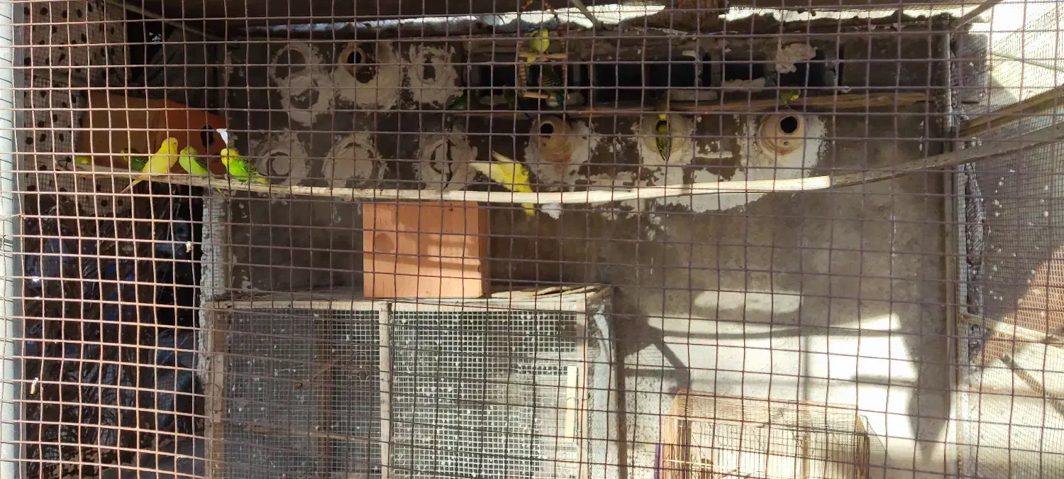 مرغ عشق|پرنده|جم, |دیوار