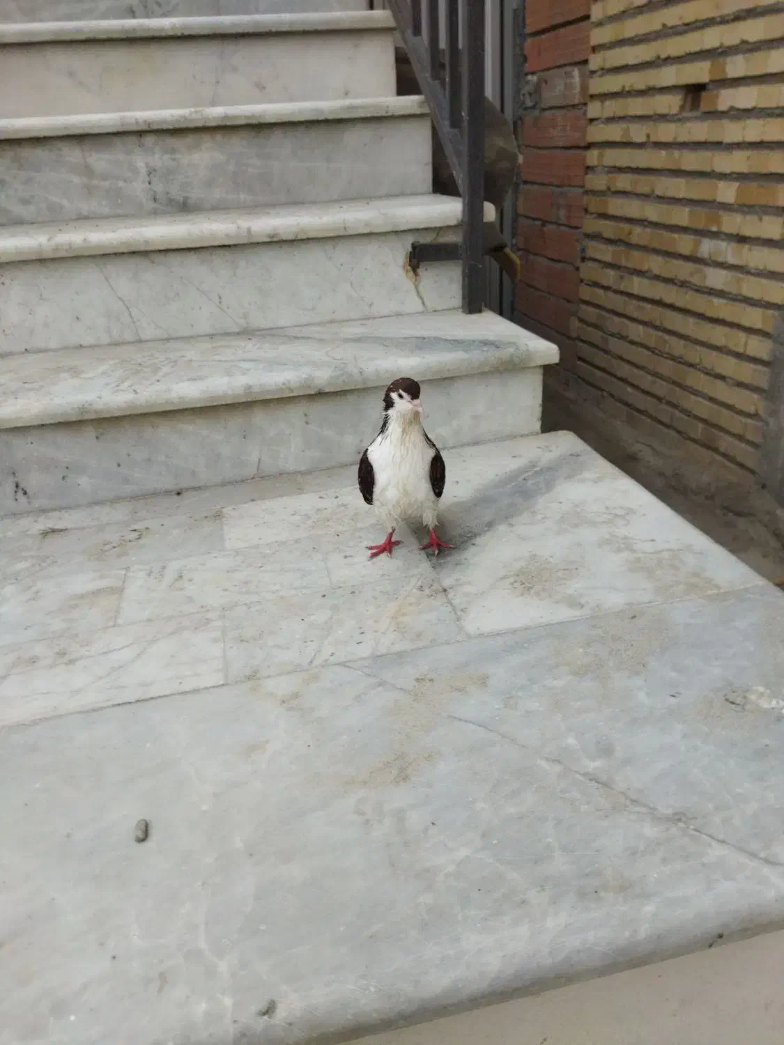 کبوتر خال پنگوئنی|پرنده|گمیشان, |دیوار