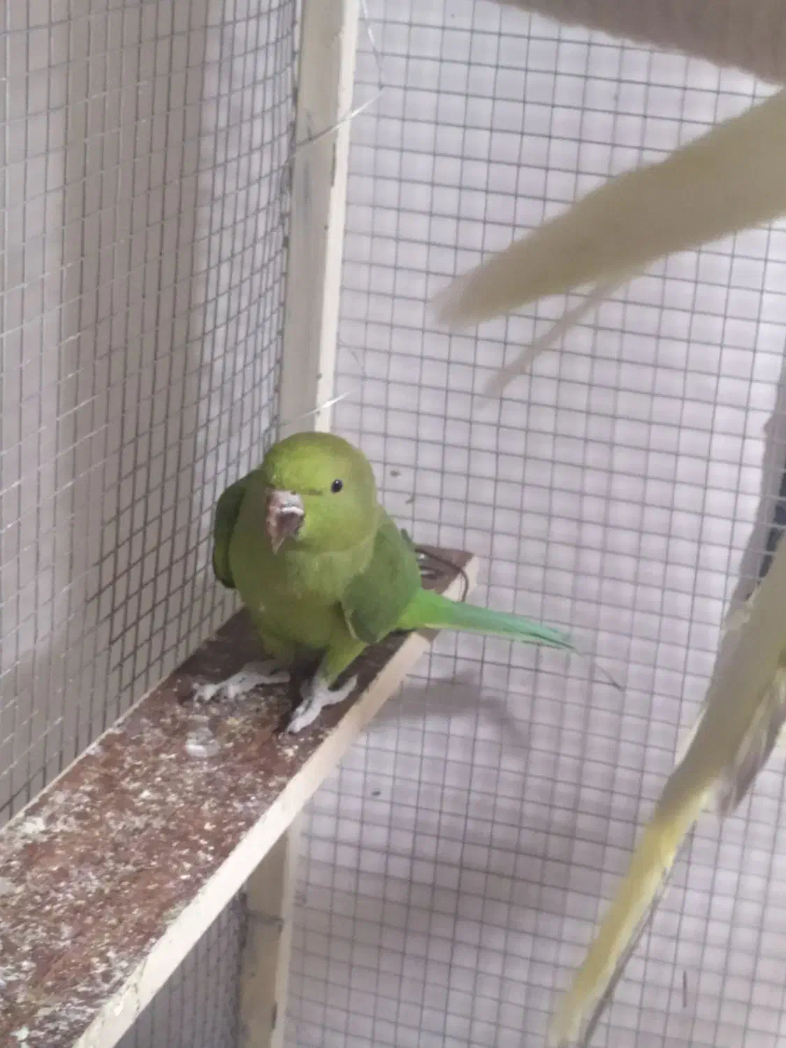 طوطی ملنگو|پرنده|خاش, |دیوار