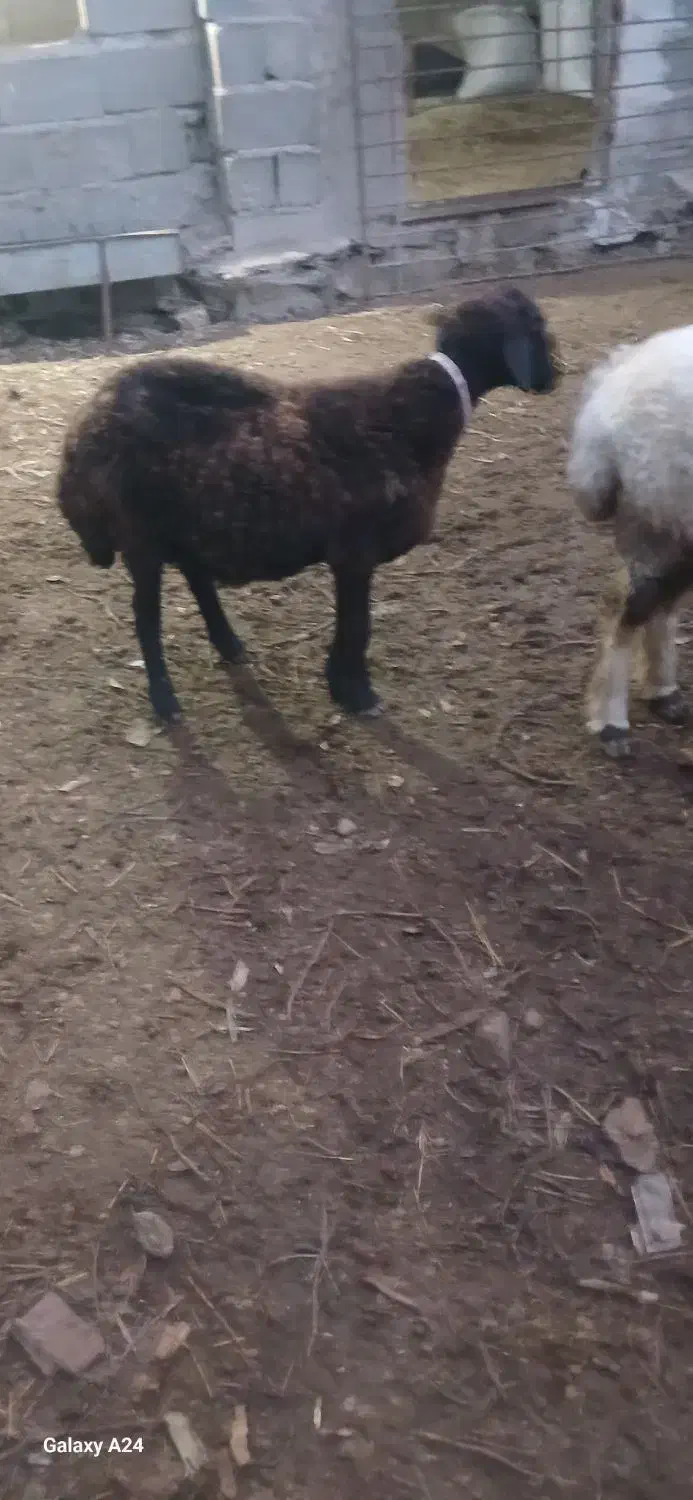 شیشک ۱۸ ماه چاق بختیاری ترکمنی|حیوانات مزرعه|کلاله, |دیوار