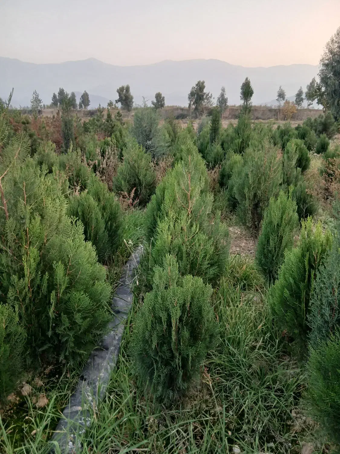 نهال کاج خمریی کاج سوزنی تهران .پالم|خدمات باغبانی و درختکاری|گرگان, |دیوار