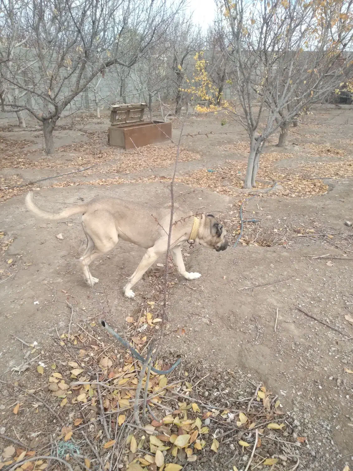 سگ سرابی|سگ|اندیشه, اندیشه فاز ۴|دیوار