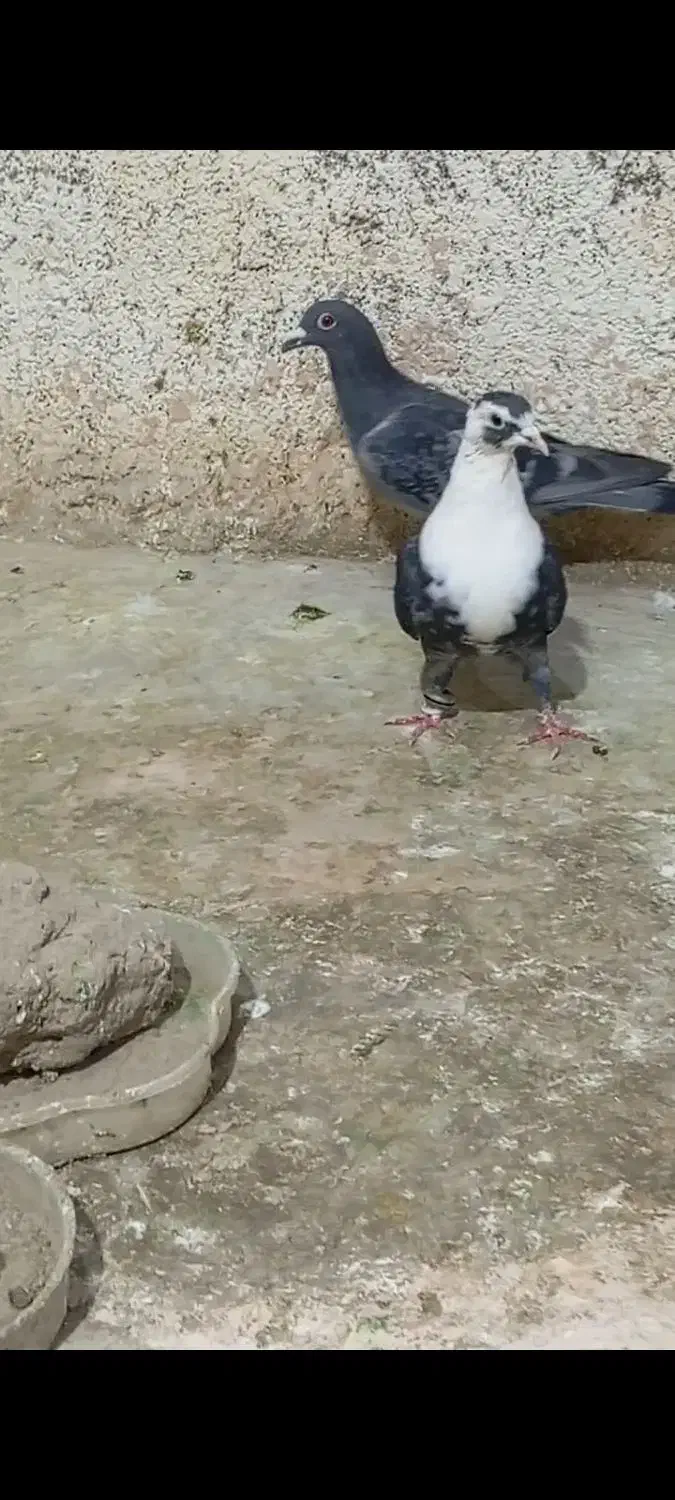 کبوتر|پرنده|میان جلگه, |دیوار