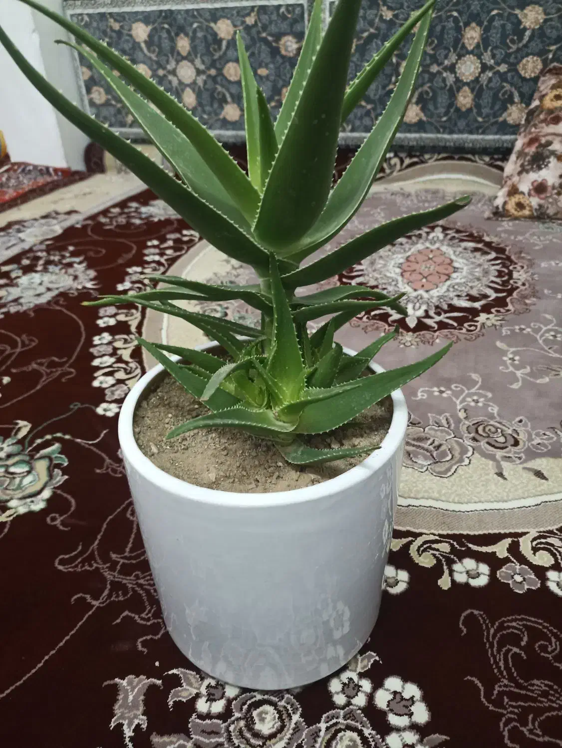 گل.|گل و گیاه طبیعی|ابهر, |دیوار