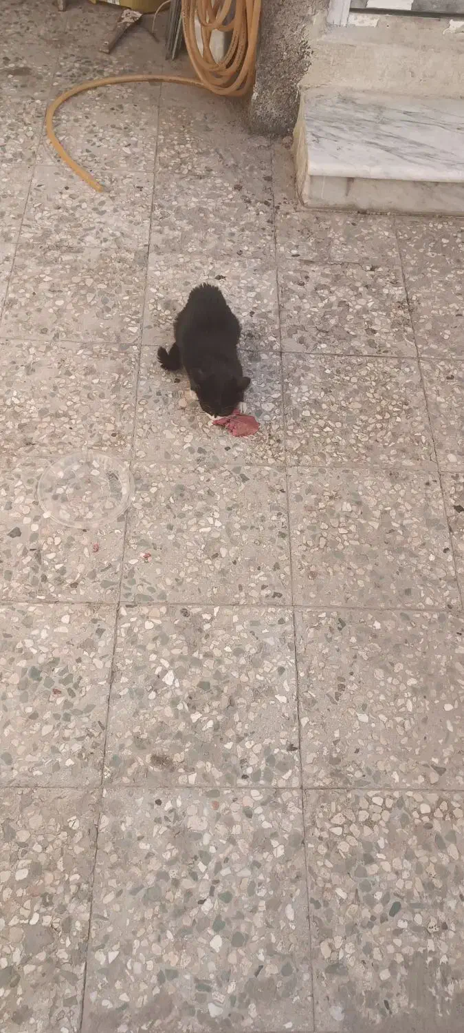 گربه|گربه|قم, علی آباد سعدگان|دیوار