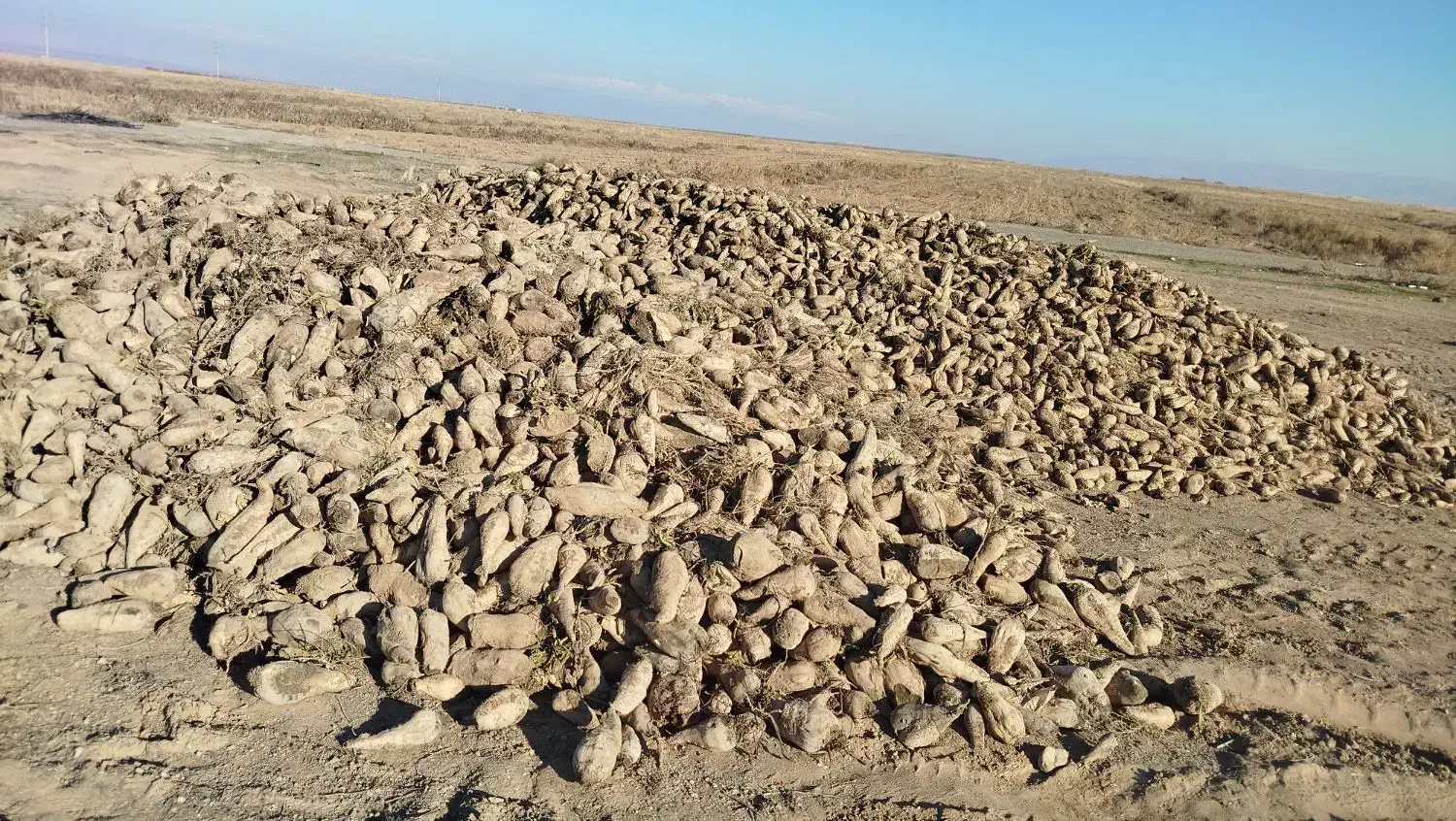 چغندر قند|خدمات باغبانی و درختکاری|پلدشت, |دیوار