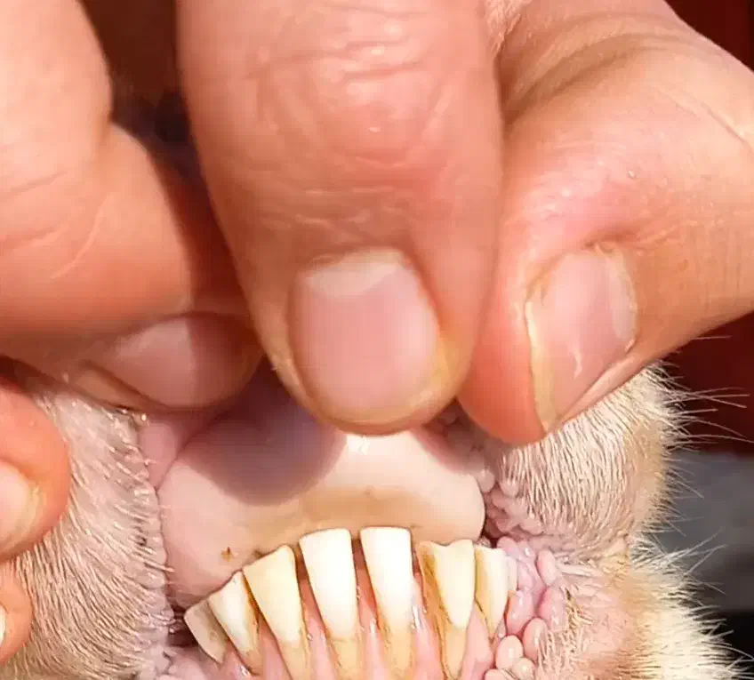 میش آبستن صابونی دوقلو زا|حیوانات مزرعه|قزوین, |دیوار