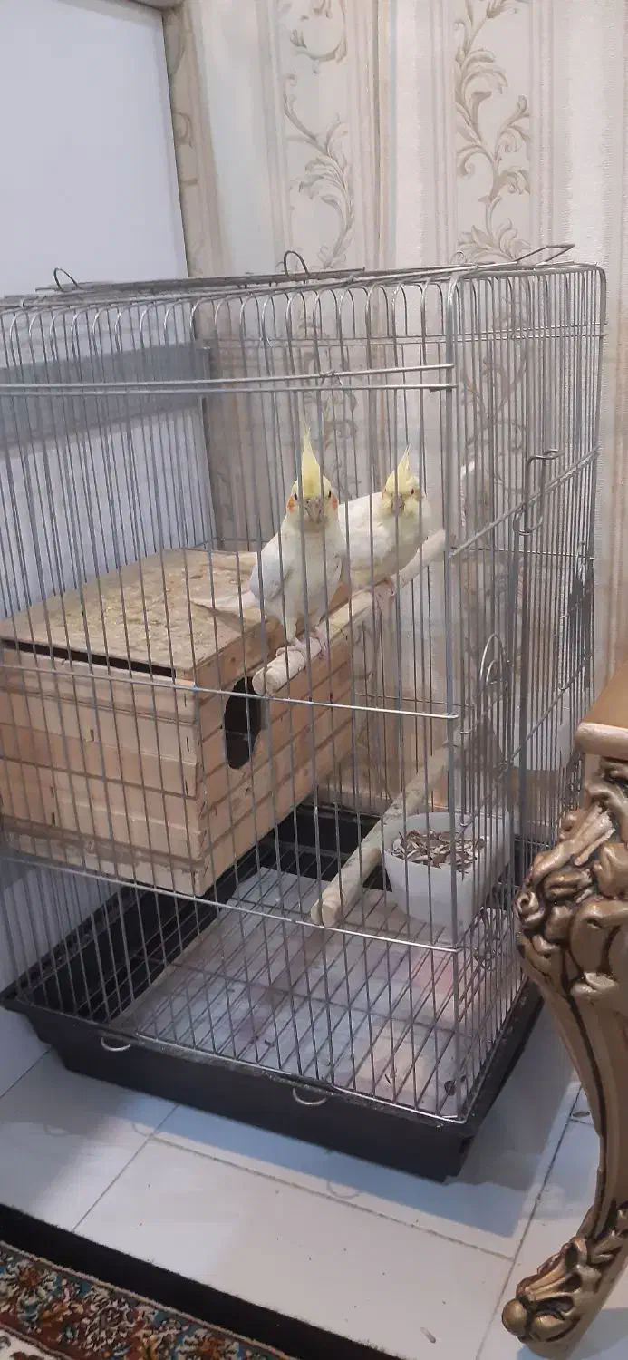 عروس هلندی نروماده|پرنده|تهران, پرستار|دیوار