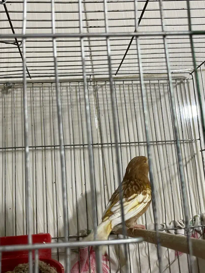 قناری ماده فائو چشم قرمز|پرنده|رامهرمز, |دیوار