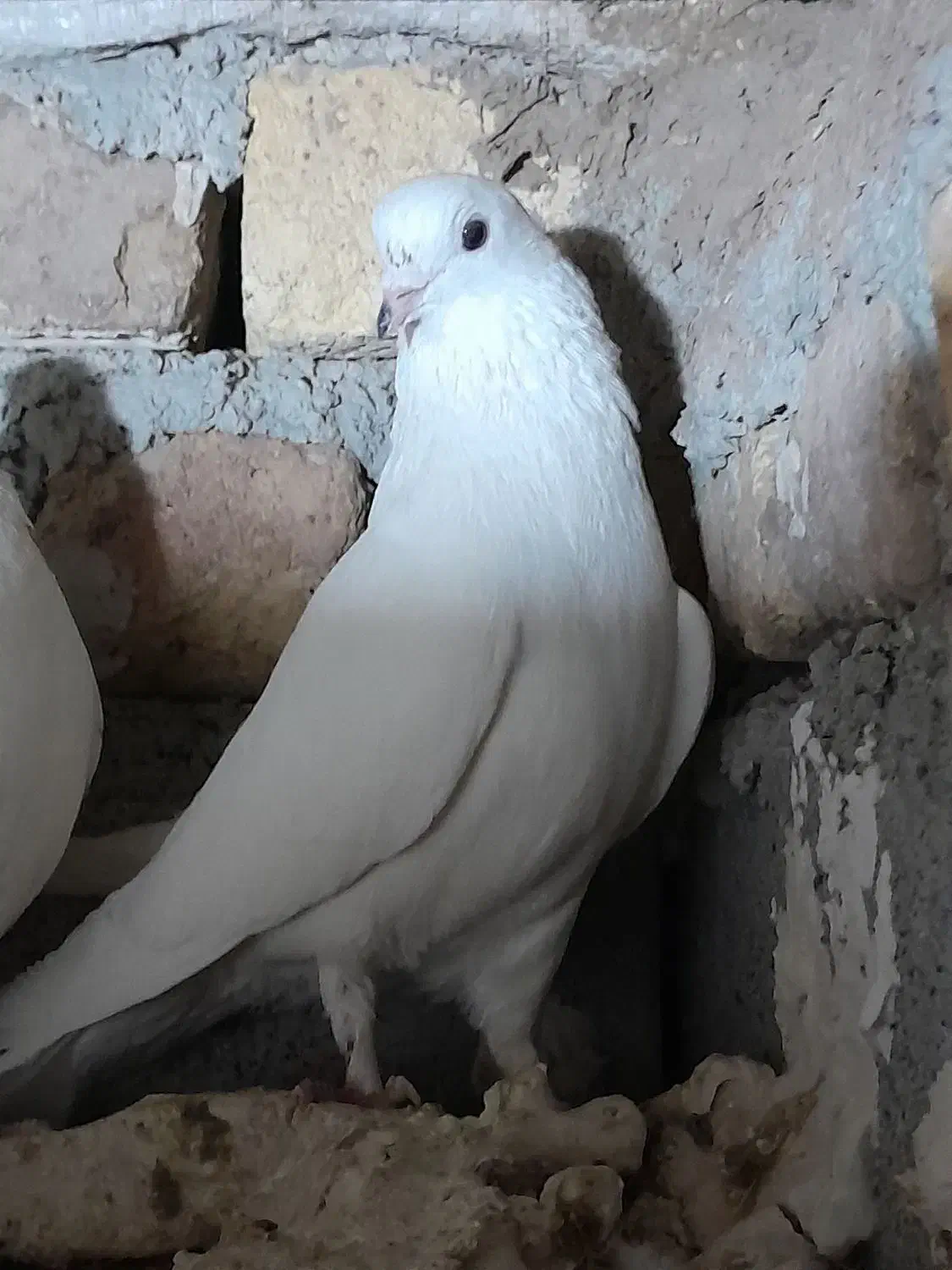 تهرانی زوردار|پرنده|سرپل ذهاب, |دیوار