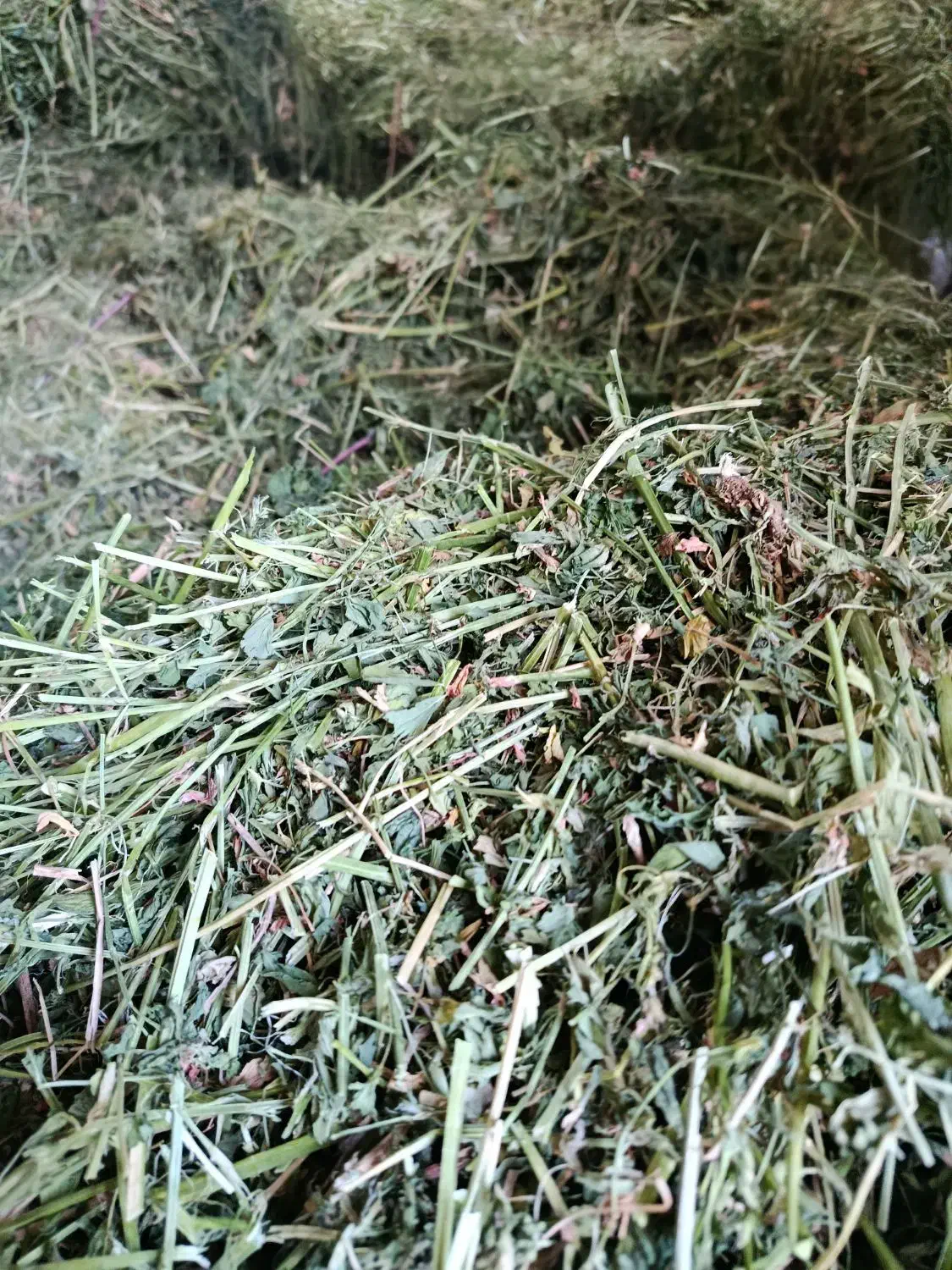 یونجه کردستان در لاهیجان|اسب و تجهیزات اسب‌سواری|رودبنه, |دیوار