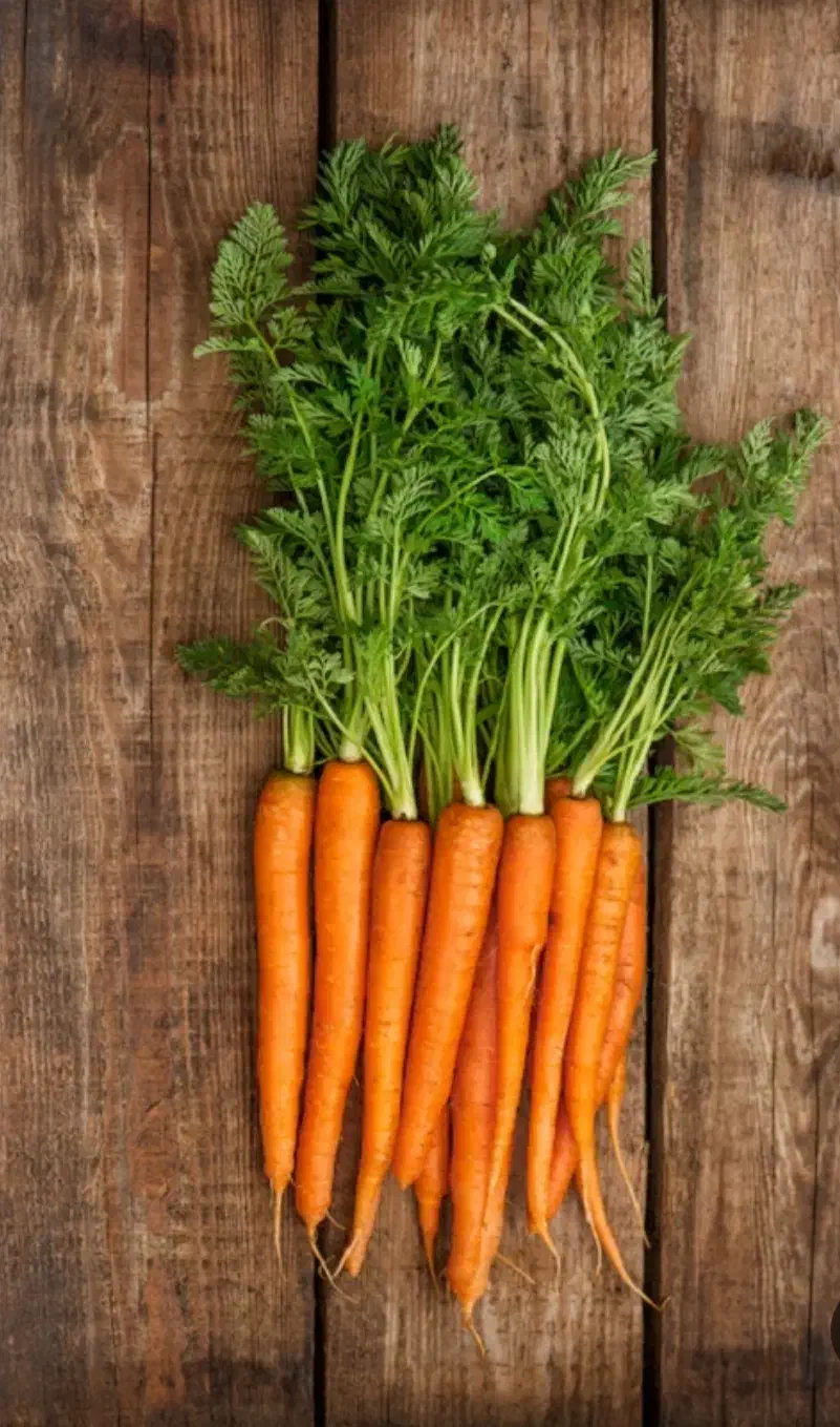 نشا هویج|گل و گیاه طبیعی|دوگنبدان, |دیوار