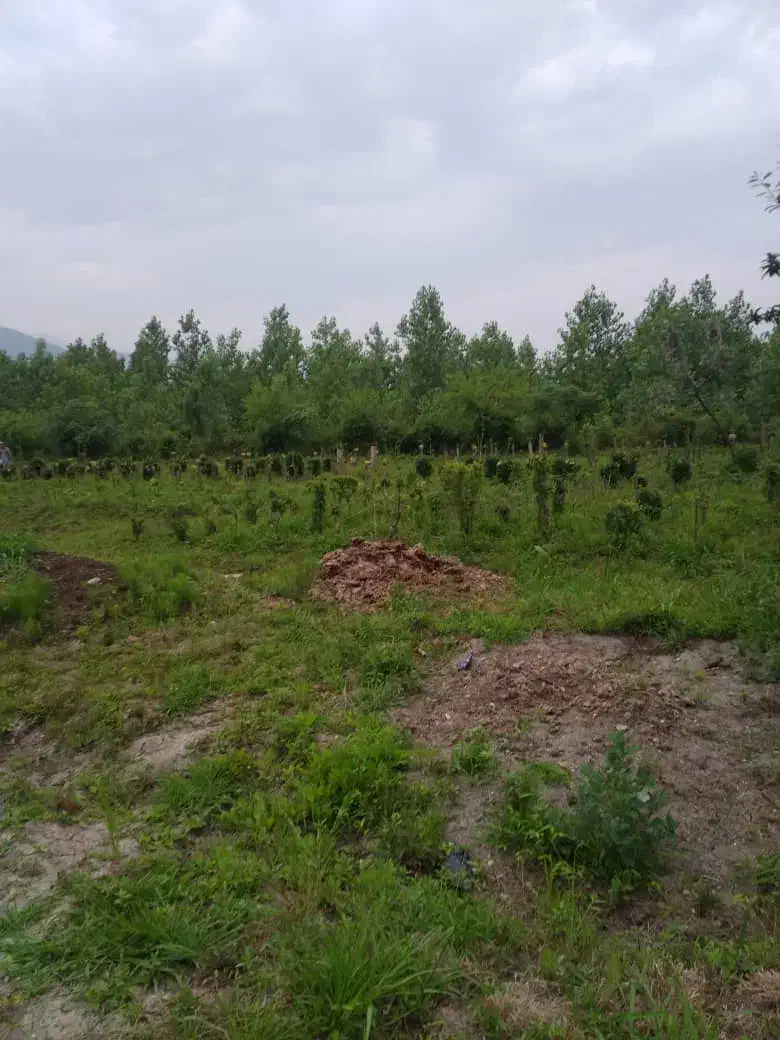 زمین گل کاری و گلخونه|فروش دفتر صنعتی، کشاورزی، تجاری|خرم‌آباد (تنکابن), |دیوار