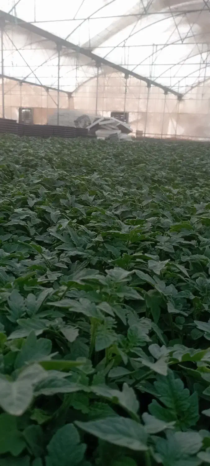 نشا 4129دستی|خدمات باغبانی و درختکاری|خورموج, |دیوار