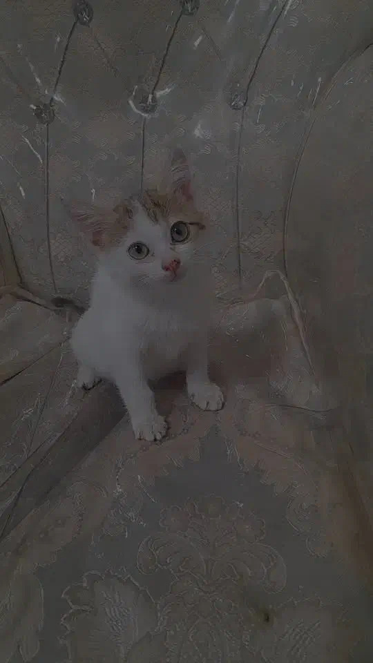 فروش گربه|گربه|خرمشهر, |دیوار