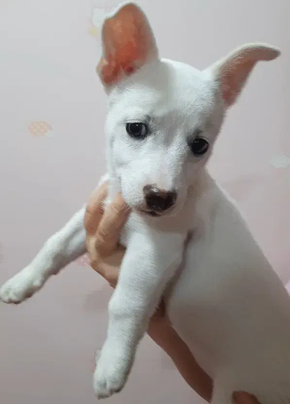 واگذاری سگ|سگ|اهواز, زیتون کارمندی|دیوار